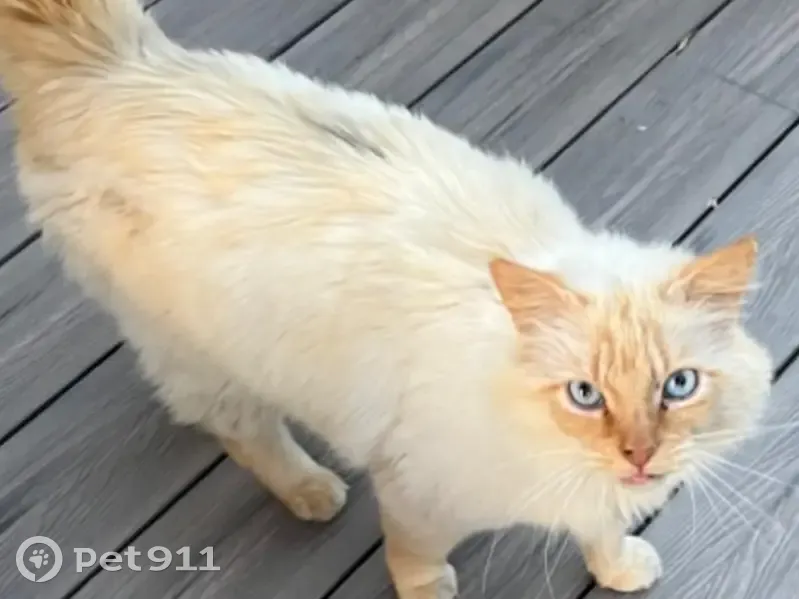 Chat affectueux trouvé à Quéven - photo