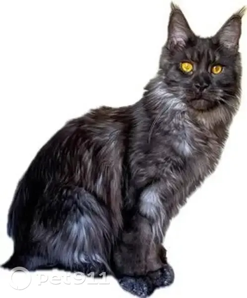 Chat Main Coon noir perdu, Issoire - photo