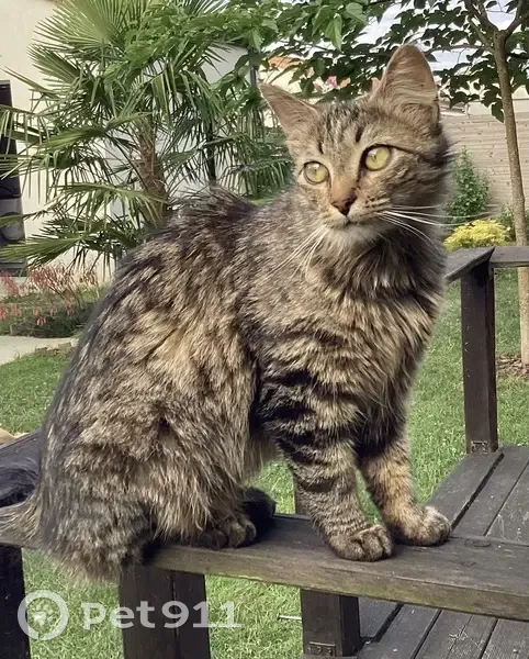 Chatte tigrée perdue à Landemont - photo
