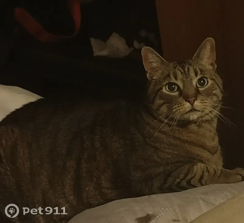 Chat dodu perdu à Pfastatt - photo