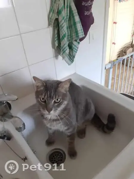 Chat gris-blanc tigré perdu à Oissel - photo