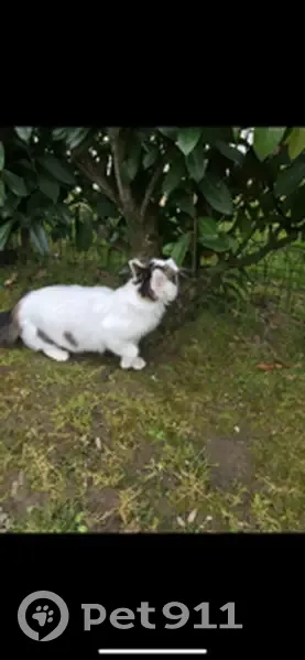 Avis de recherche: Chat bicolore - photo