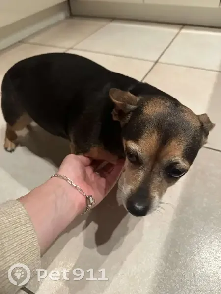 Chiot perdu à Galfingue - photo