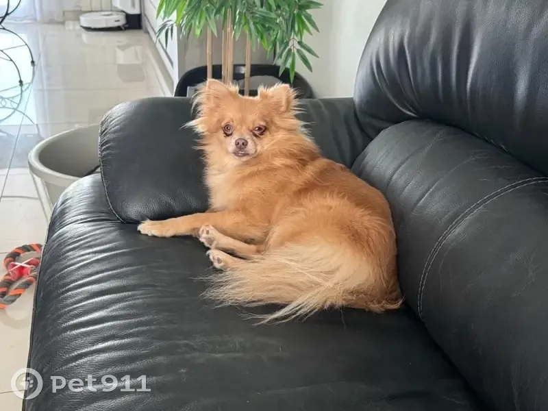 Alerte Spitz Stella Disparue - photo
