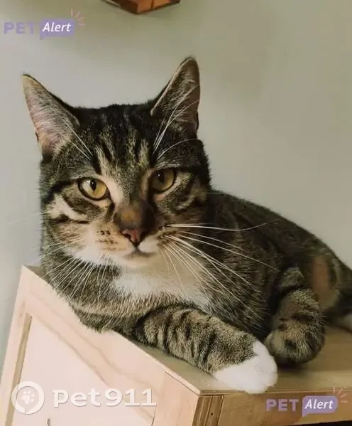 Chat tigré perdu à La Courneuve - photo