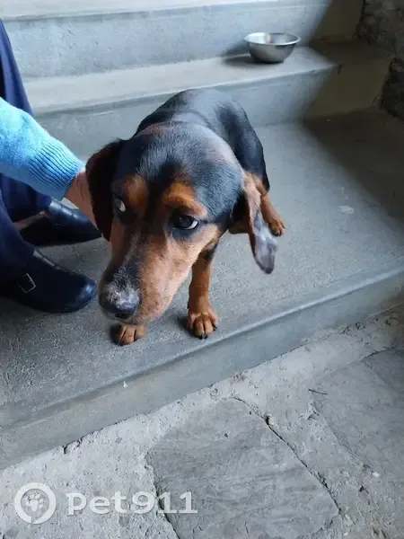 Chien perdu à Les Plantiers - photo