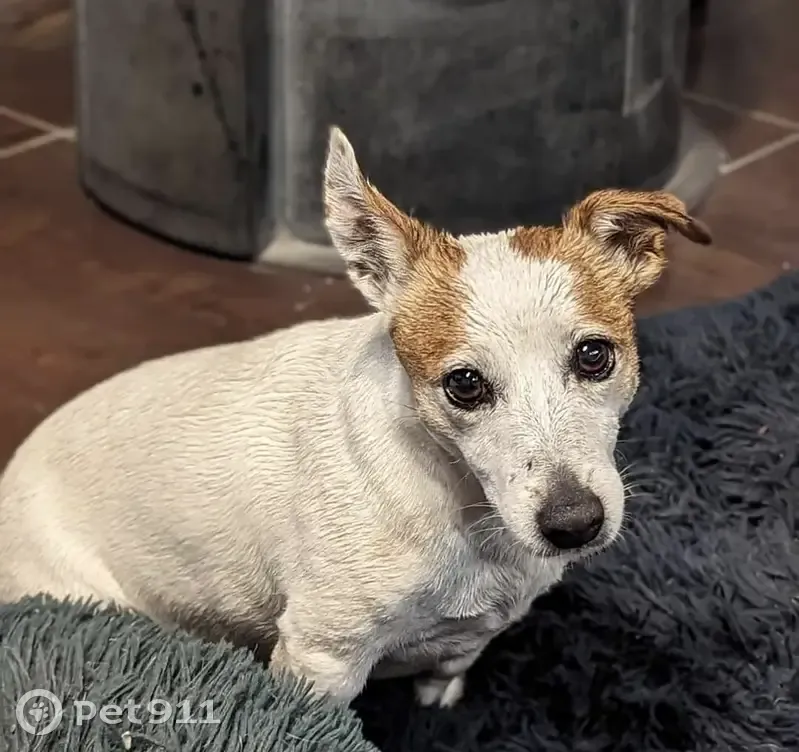 Chien Perdu: Indy, Jack Russel - photo