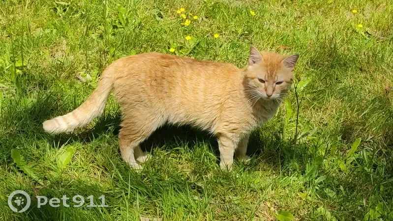 Chat affectueux trouvé à Héric - photo