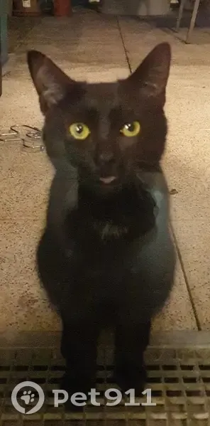 Chaton noir trouvé à Besançon - photo