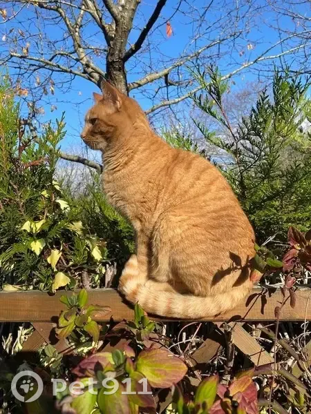 Chat roux Lulu perdu à Rueil - photo
