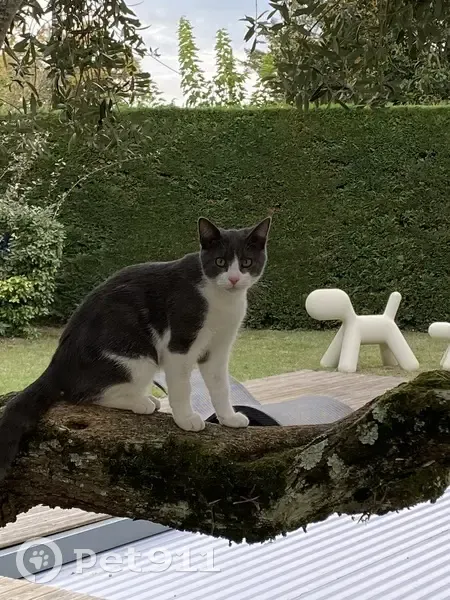 Chat gris-blanc perdu à Mérignac - photo