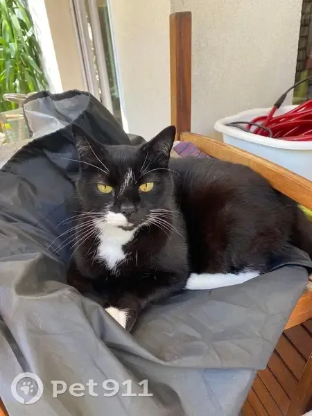 Perdu: Chat Whisky à La Garenne - photo