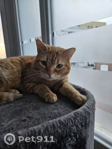 Chat roux perdu à La Bassée - photo