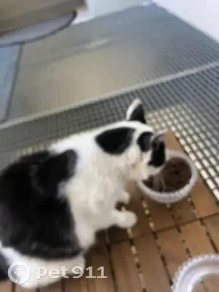 Chat blanc et noir trouvé à Fondettes - photo