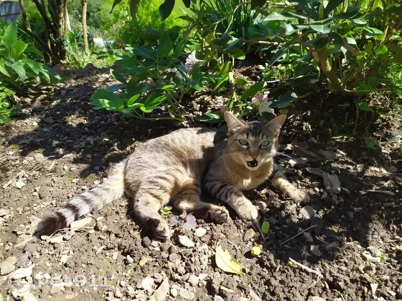 Chatte câline trouvée à Nages - photo