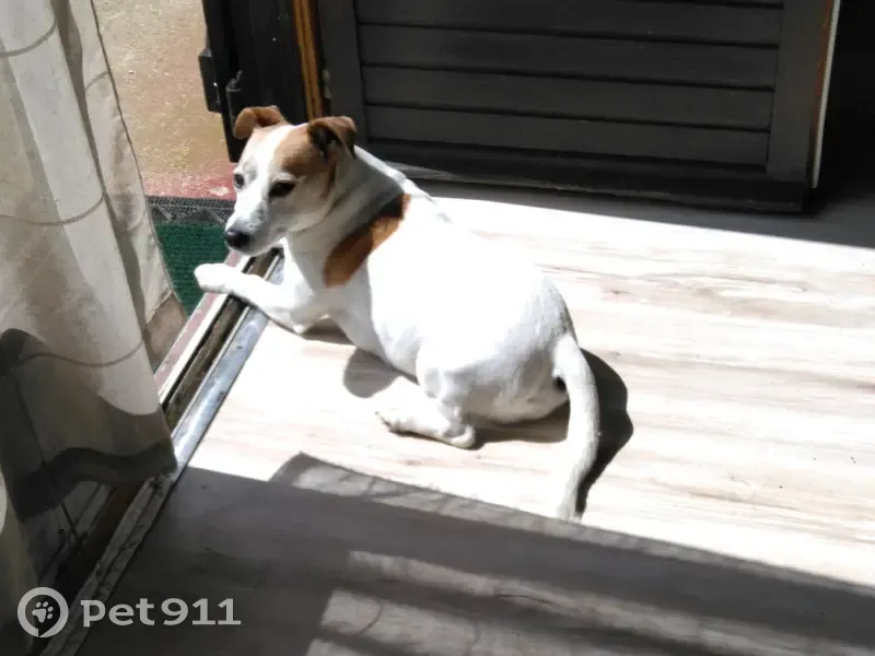 Jack Russell perdu à Charnoz - photo