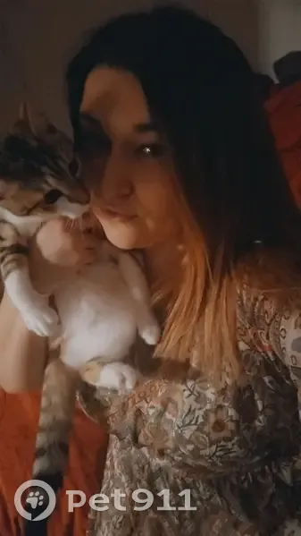 Chatte Nina marron/blanche perdue - photo