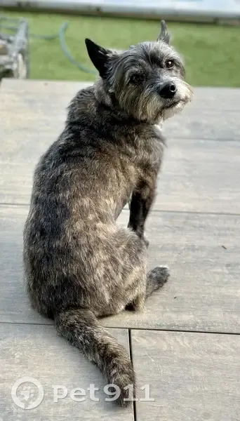 Chien bringé perdu à Metz 11/5 - photo