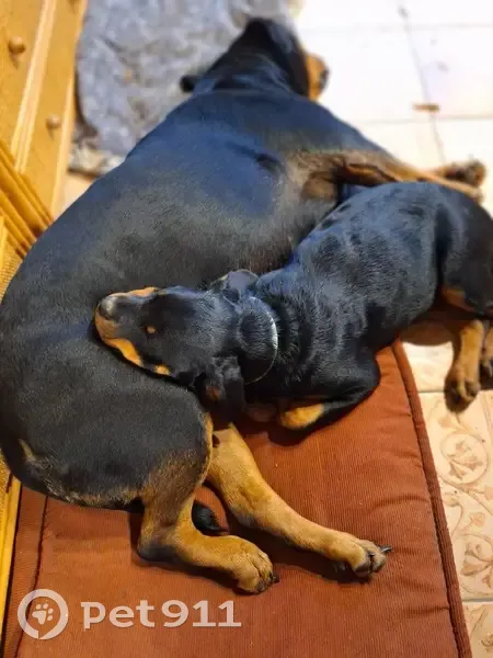2 Rottweilers perdus à Saint-Félix - photo