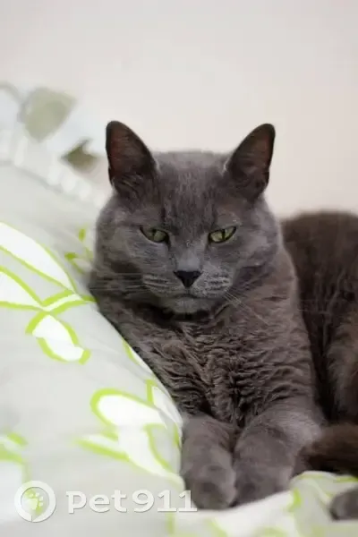 Rubi, chat gris perdu à Anglet - photo