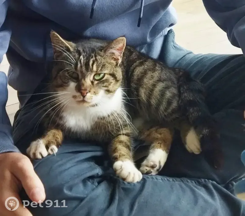 Chat tigré tatoué trouvé à Remouillé - photo