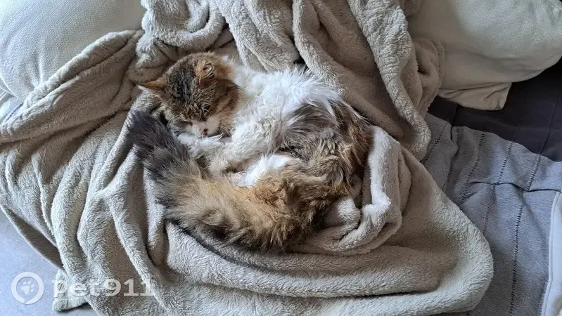 Chatte âgée perdue à Biviers - photo