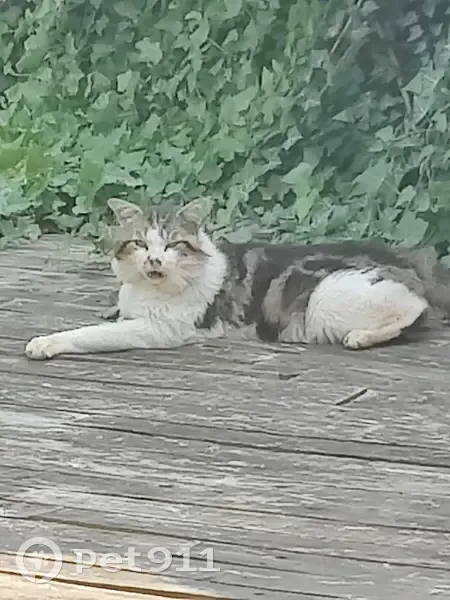 Chat blessé trouvé à Guerville - photo