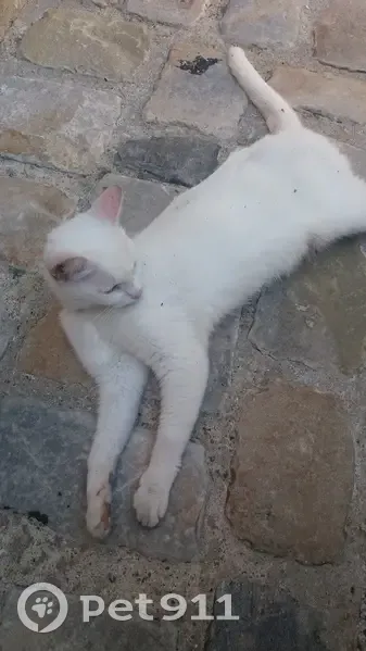 Chat blanc trouvé près du parc - photo
