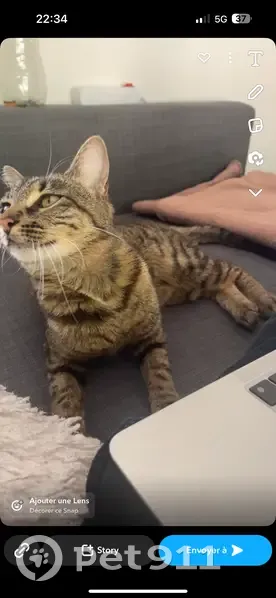 Chatte Isis disparue à Étréchy - photo