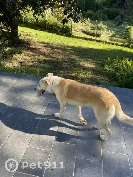 Chien perdu avec corde à Panazol - photo
