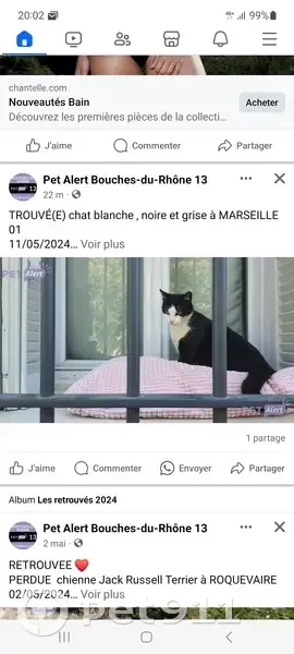Chat noir et blanc perdu - photo