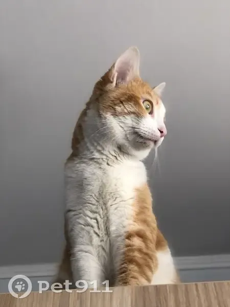 Chat roux et blanc trouvé - photo