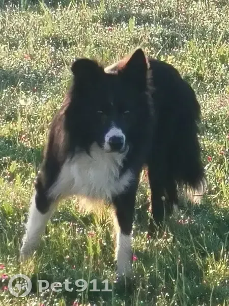 Chien Border Collie perdu près de Glandon - photo