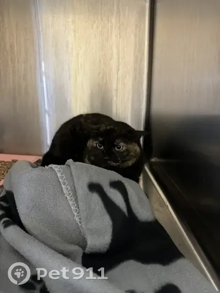 Chatte convulsée sauvée à Montfermeil - photo
