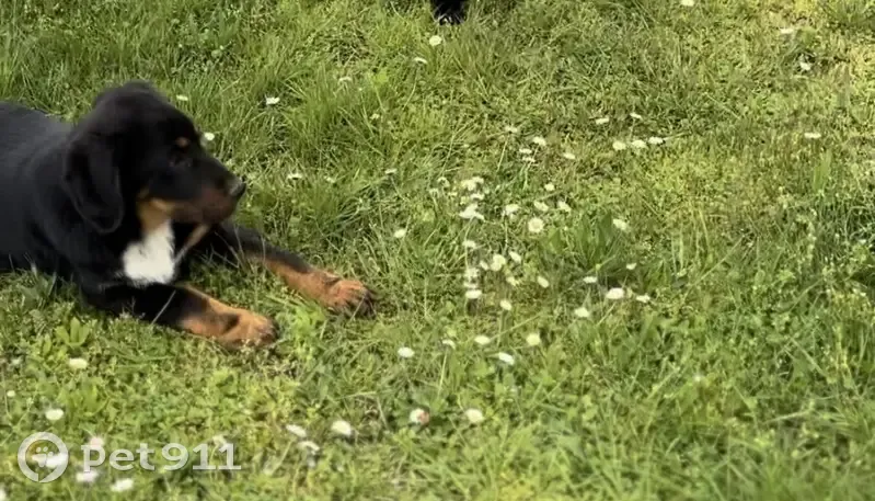 Chiot craintif perdu à Huriel - photo