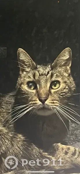 Chat âgé disparu, cataracte œil - photo
