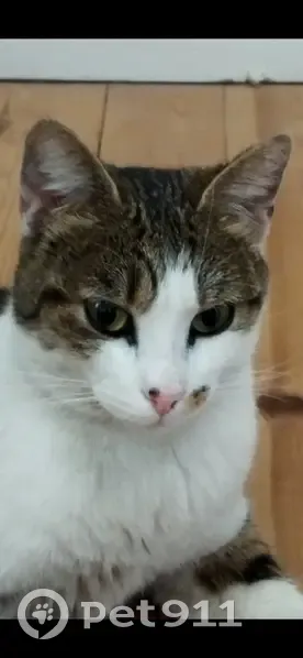 Chatte blanche tigrée trouvée au Mans - photo