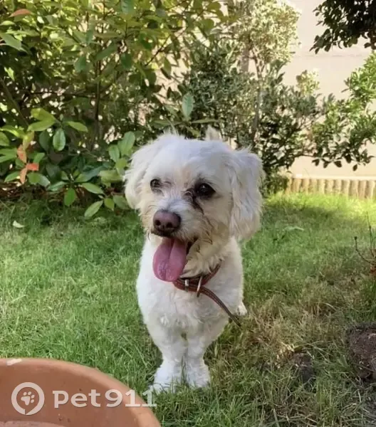 Titou, bichon blanc perdu - photo