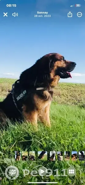 Chien noir et feu perdu à Sonnay - photo