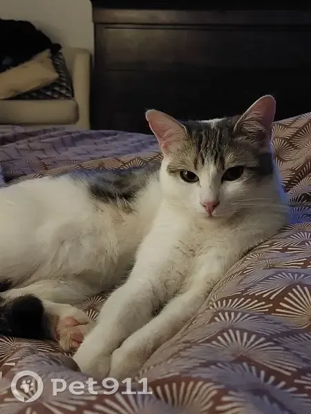 Chat blanc/gris perdu à Bavans - photo