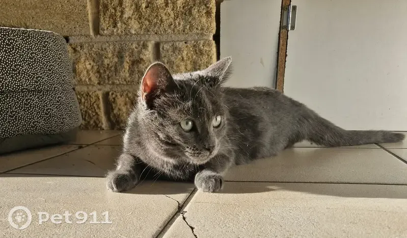 Chatte Lilie chartreux perdue - photo