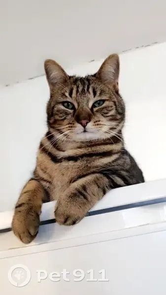 Chat Kyubi disparu à Amiens - photo