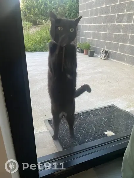 Chatte noire collier vert trouvée - photo