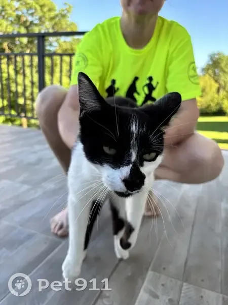 Chat affectueux trouvé à Balzac - photo