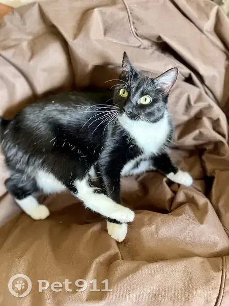 Chatte noire/blanche perdue à Ifs - photo