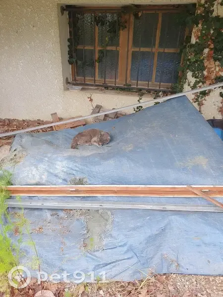 Chat cendré blessé trouvé Labatut - photo
