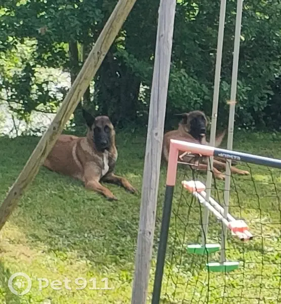 Chien Malinois perdu à Chaussan - photo