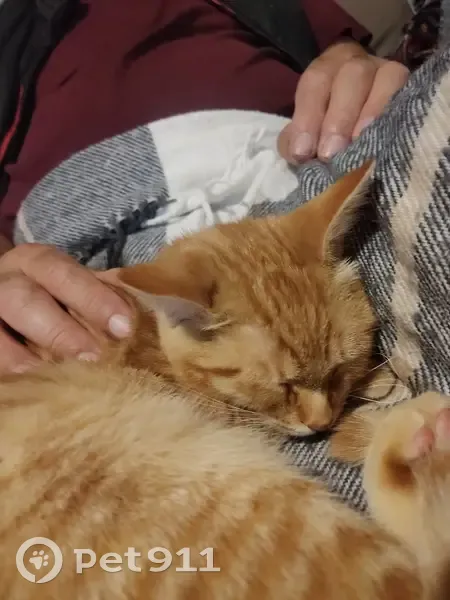 Chatte Européenne perdue - Occitanie - photo