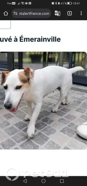 Jack Russell perdu à Émerainville - photo