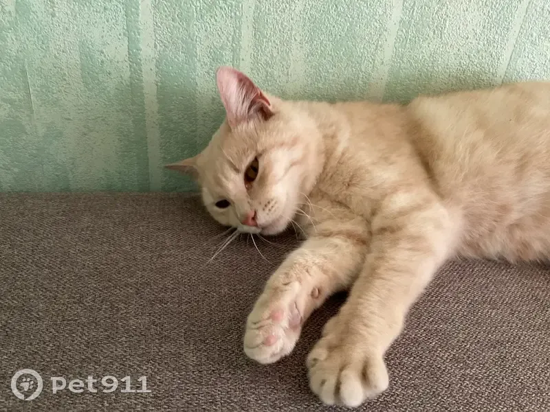 Chatte beige trouvée à Cesson - photo